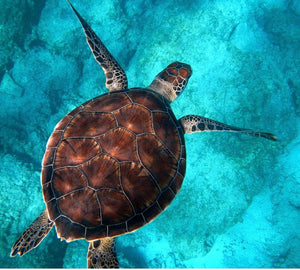 Bahamas Sea Turtle